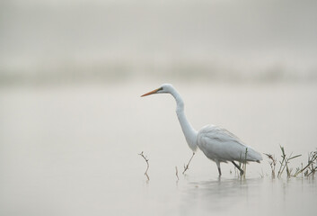 Great Egret fishing at Bhigwan bird sanctuary on foggy morning , Maharashtra