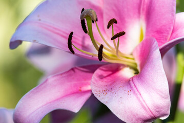 Lilies in close-up. Isolated large and colorful lily flowers in sunshine. Green blurry background in the garden, shallow depth of field.