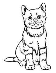 Vector illustration of black and white kitten. Hand drawn cat.