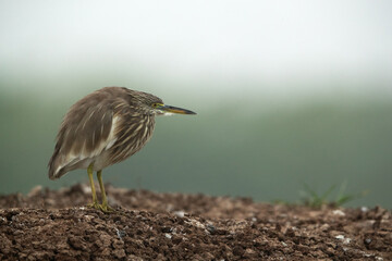 Obraz premium A pond heron perched on a mud mound at Bhigwan bird sanctuary, India