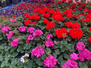 red and pink geraniums at the market