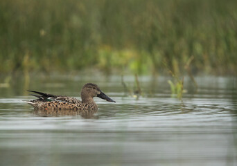 Northern Shoveler at Bhigwan bird sanctuary, India
