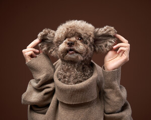An attractive poodle with a funny expression and holding hands under his chin. Conceptual portrait...