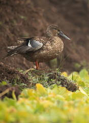 Portrait of a Northern Shoveler at Bhigwan bird sanctuary, India