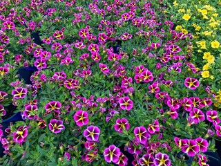 pink and yellow petunias at the market
