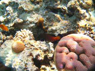Tropical exotic fish cephalopholis argus underwater of Red sea