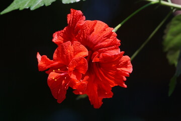Hibiskusblüte © MBR