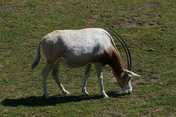 Oryxantilope 