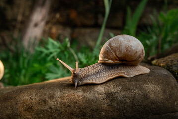 A snail in the woods after the rain. Family Vacation Walk Weekend