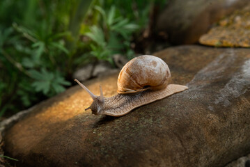 A snail in the woods after the rain. Family Vacation Walk Weekend