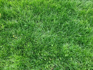 long green grass background in spring