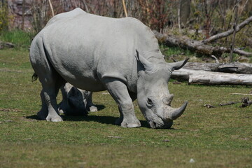 Fototapeta premium weisses Nashorn