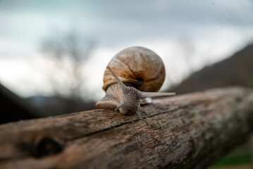 A snail in the woods after the rain. Family Vacation Walk Weekend