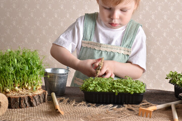 A two-year-old girl has scissors in her hands and she takes care of seedlings of arugula microgreens