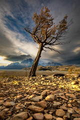 Patagonia Tree - 501591110