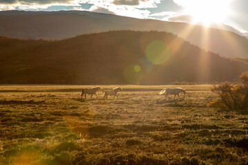 Patagonia Horses - 501591376