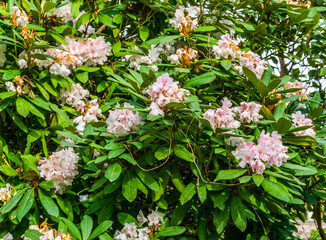 Rhododendron Blossoms Background