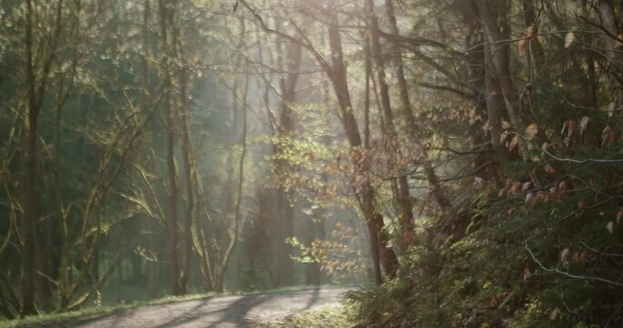 The rays of the spring morning sun shine through the trees and create a beautiful scenario of a forest path. Slow pan camera movement. Rack focus
