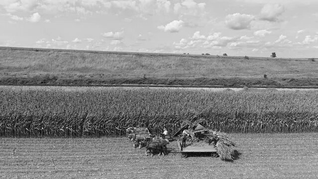 An Aerial Side View of Amish Harvesting There Corn Using Six Horses and Three Men as Done Years Ago on a Sunny Fall Day in Black and White