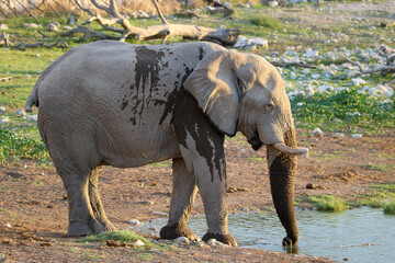 Elephant drinking water at Okaukuejo waterhole at sunset, Etosha National Park, Namibia