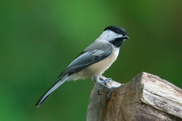 Black-Capped Chickadee, perched on a log.