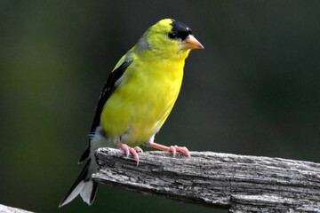 American Goldfinch perched on log.