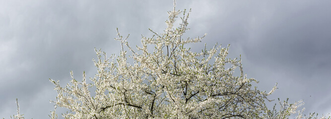 Wiosenne białe kwiaty kwitnące na gałęziach drzewa na tle zachmurzonego nieba. - obrazy, fototapety, plakaty