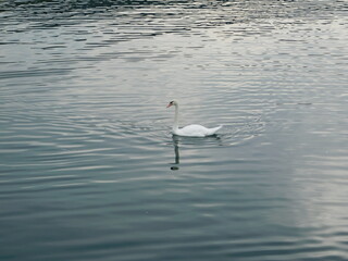 cisne