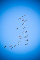 large flock of cranes flying 