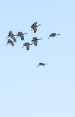 large flock of cranes flying 