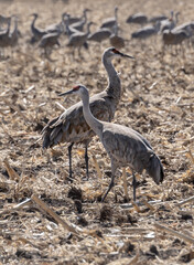 sandhill cranes eating in a field