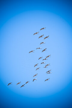 large flock of cranes flying 