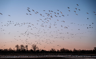 large birds flying at sunset