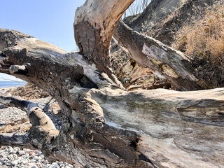 Fototapeta na wymiar Close up photo of dry beautiful old tree