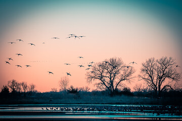 large birds flying at sunset