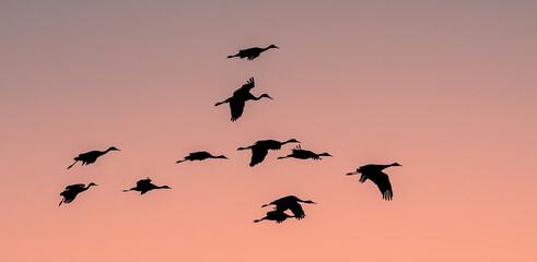 large birds flying at sunset