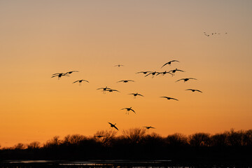 large birds flying at sunset