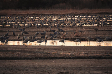 sandhill cranes sitting river side