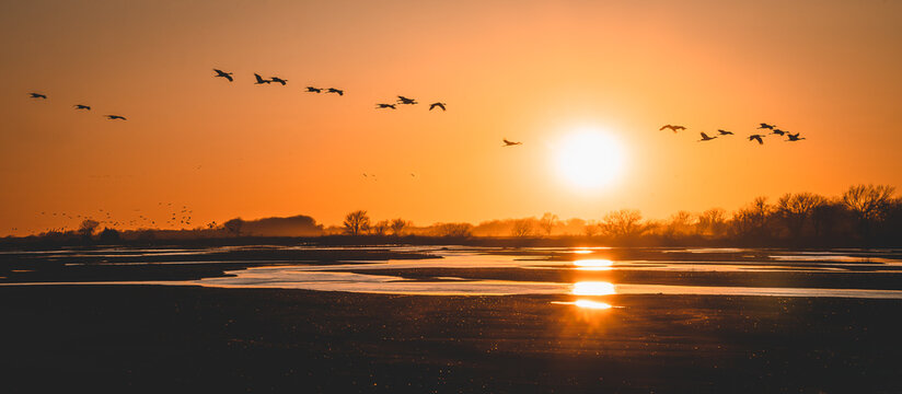 large birds flying at sunset