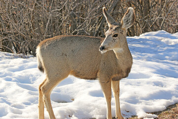 Mule deer in winter	