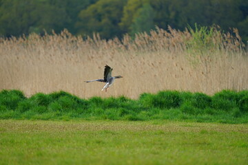 Graugans im Anflug auf eine grüne Wiese als Nahrungshabitat, Anser anser