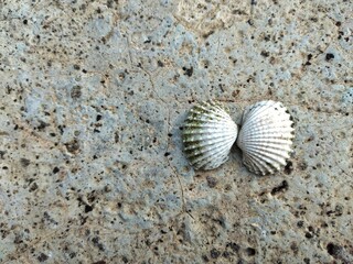 shell on sand