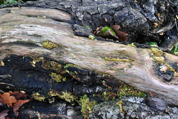 Old Tree Root without Bark in Close Up 