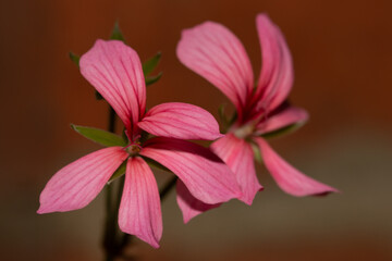 A macro shot of a Pair of Ivyleaf Geraniums