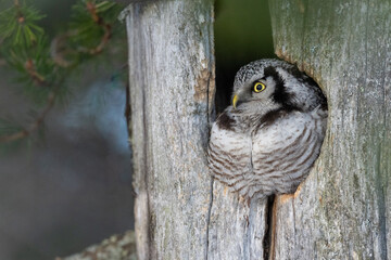 The northern hawk owl (Surnia ulula)