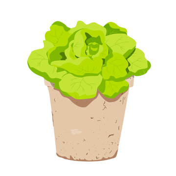 Green letucce salad in pot. Vector colorful illustration.