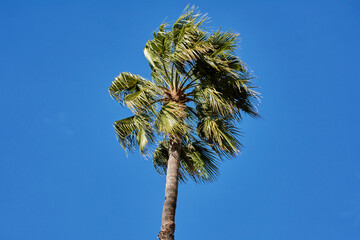 Green tall palm tree on a clear blue sky