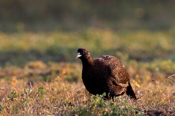 A female of Common Pheasant - Phasianus tenebrosus.walk on the field at sunset in a forest..The Common Pheasant (Phasianus colchicus), is a bird in the pheasant family (Phasianidae).