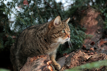 A male of wild cat stand on a dead tree in a deep forest in Maramures mountains natural reserve..The wildcat (Felis silvestris) is a small cat and live in romanian forest of the Carpathian Mountains.