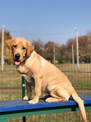 golden retriever puppy